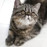 エキゾチックショートヘア