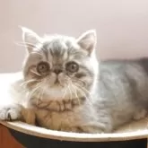 エキゾチックショートヘア【静岡県・男の子・2025年8月10日・ブルースポテッドタビー】の写真4