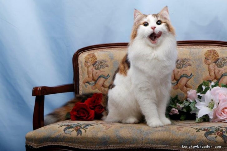 自身もビッグタイトルを持ちながら、子猫でもグランドを多数輩出した優秀なメス猫です　CFA GC RW｜桜井　真喜子(さくらい　まきこ)ブリーダー(石川県・ノルウェージャンフォレストキャット・CFA登録)の紹介写真2