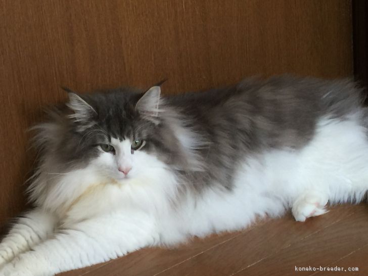 将来有望な若い猫です｜桜井　真喜子(さくらい　まきこ)ブリーダー(石川県・ノルウェージャンフォレストキャット・CFA登録)の紹介写真3