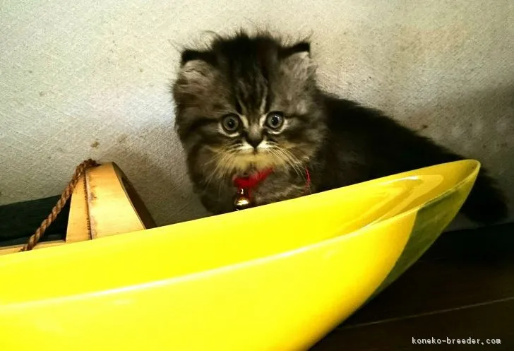 ID:1708-00136の子猫