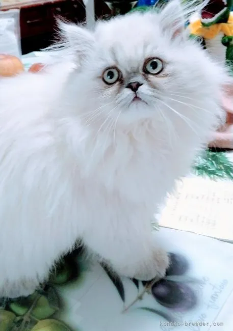 ID：2111-02325の子猫