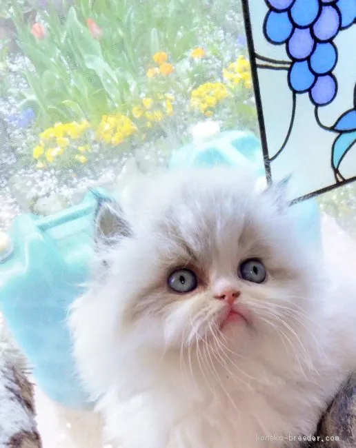 ID：1904-00398の子猫