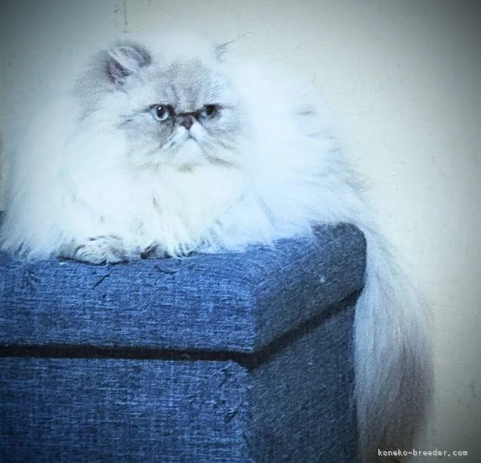 ID:2103-01859の子猫