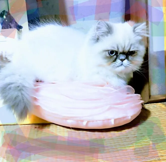 ID：1909-01118の子猫