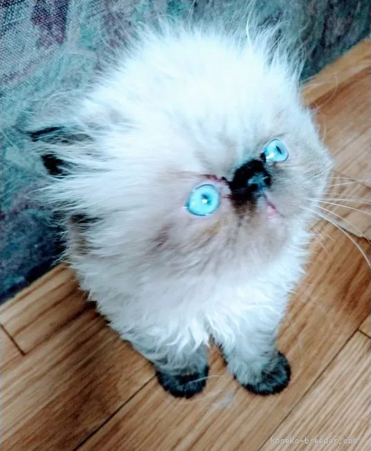 ID：2110-00945の子猫