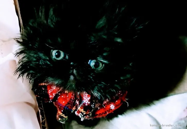 ID：2012-00249の子猫