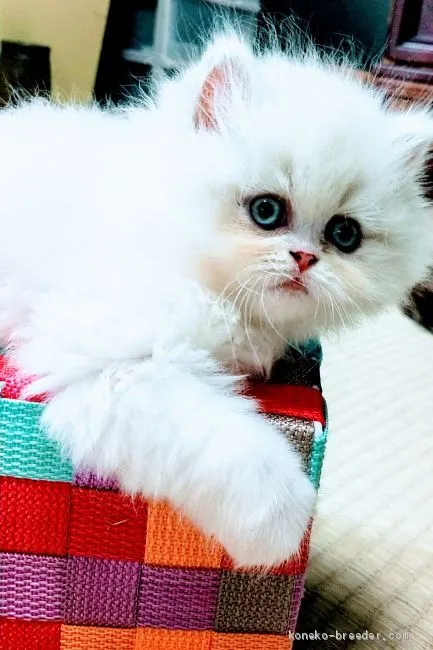 ID：1909-01308の子猫