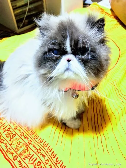 ID：2103-01051の子猫