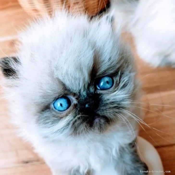 ID：2305-02013の子猫