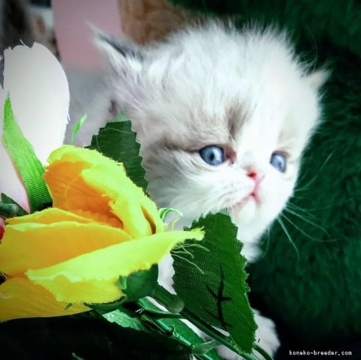 ID：2303-00430の子猫