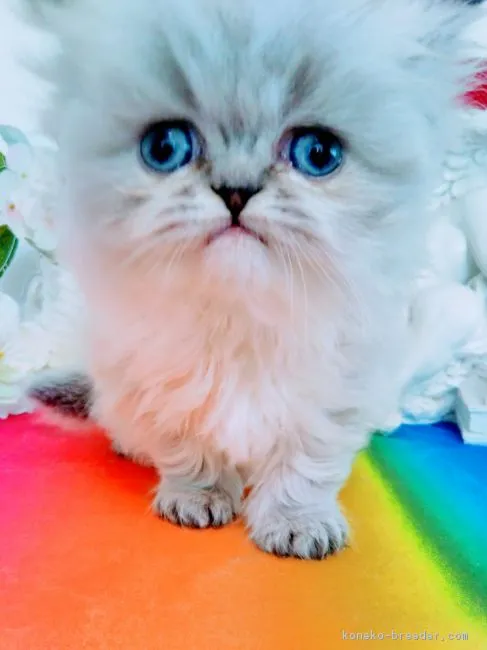 ID:1901-01017の子猫