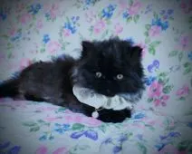 エキゾチックロングヘア【岡山県・男の子・2020年11月8日・ブラック】の写真2