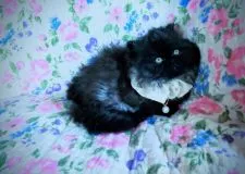 エキゾチックロングヘア【岡山県・男の子・2020年11月8日・ブラック】の写真3