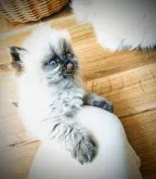 エキゾチックロングヘア【岡山県・男の子・2023年4月10日・シルバーポイントバイカラー】の写真4「おやつもっとちょうだい。おいしかった❤️」