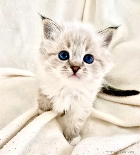 ID：2004-00710の子猫