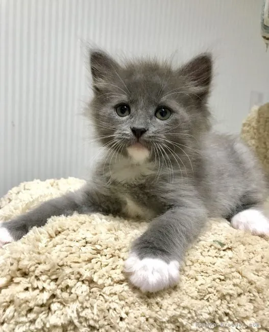 ID:1807-01555の子猫