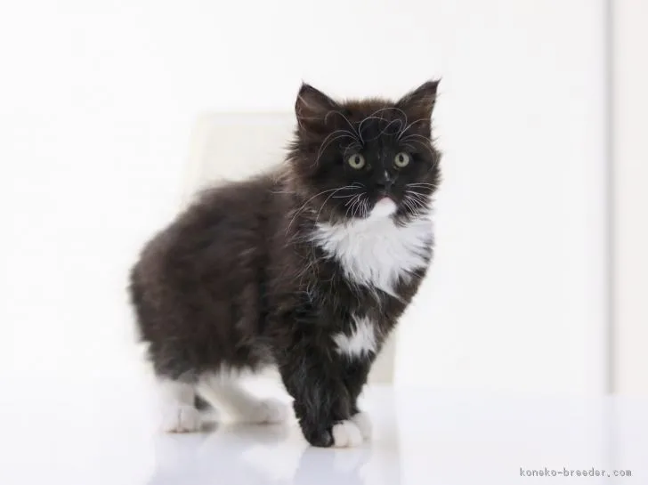 ID:1804-00125の子猫