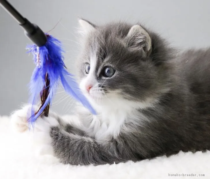 ID：1901-00608の子猫