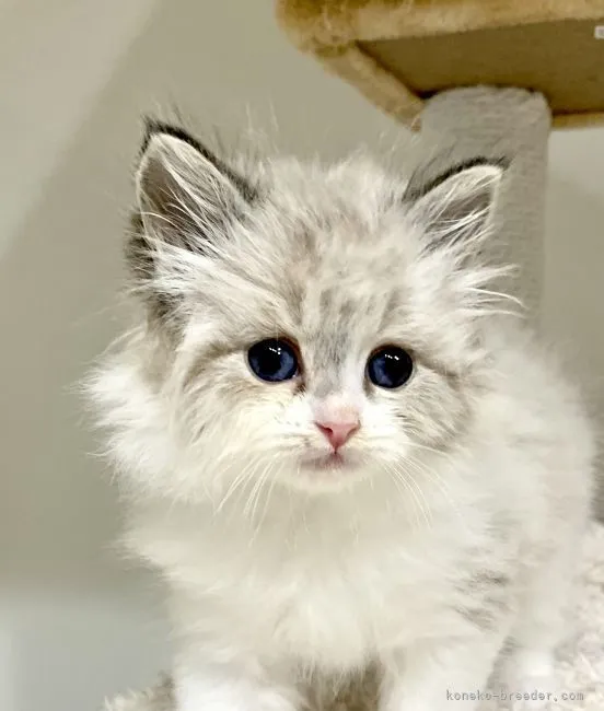 ID:2106-00472の子猫