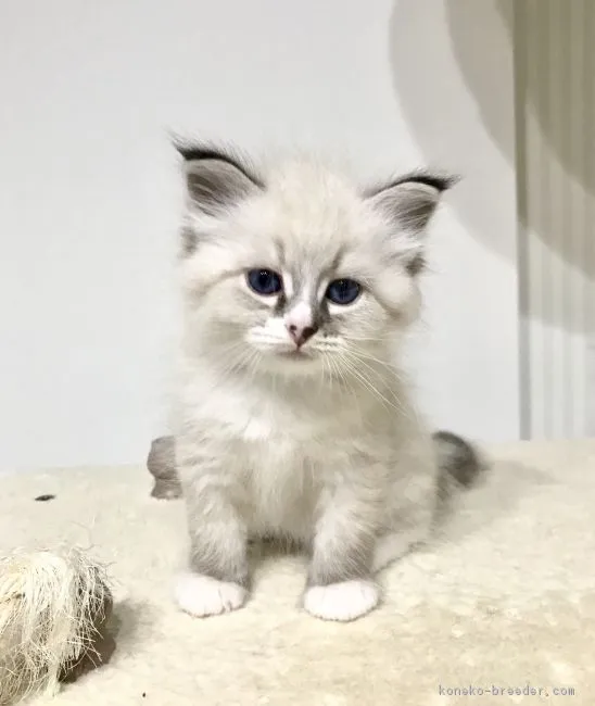 ID：1809-00920の子猫