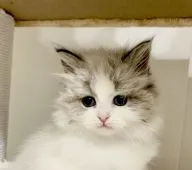 サイベリアン【北海道・女の子・2021年4月16日・シールポイントバイカラー】の写真1「綺麗なハチワレ」