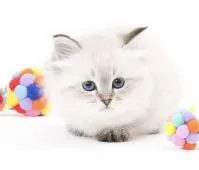 サイベリアン【北海道・男の子・2019年10月18日・シールタビーポイント】の写真2「深いブルーアイが魅力的」