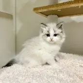 サイベリアン【北海道・女の子・2021年4月16日・シールポイントバイカラー】の写真2「骨格の良いボディ」