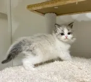 サイベリアン【北海道・女の子・2021年4月16日・シールポイントバイカラー】の写真4「毛量のあるフワモコ」