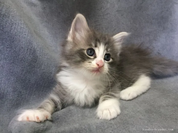 ID：1806-01626の子猫