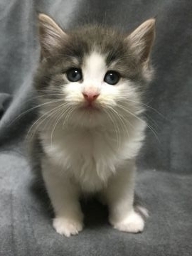 ノルウェージャンフォレストキャット【千葉県・男の子・2018年5月28日・ブルーマッカレルタビー&ホワイト】の写真「☆コロコロでチャーミングな男の子☆」