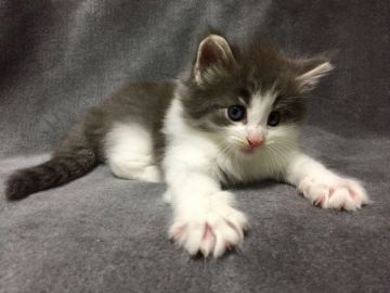 ノルウェージャンフォレストキャット【千葉県・男の子・2018年5月28日・ブルーマッカレルタビー&ホワイト】の写真「☆ムッチムチボーイです☆」