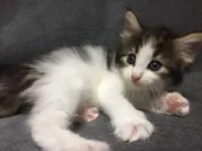 ノルウェージャンフォレストキャット【千葉県・女の子・2018年5月28日・ブラウンマッカレルタビー&ホワイト】の写真4