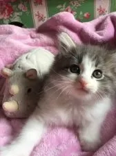 ノルウェージャンフォレストキャット【千葉県・女の子・2017年5月16日・】の写真5