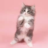 ノルウェージャンフォレストキャット