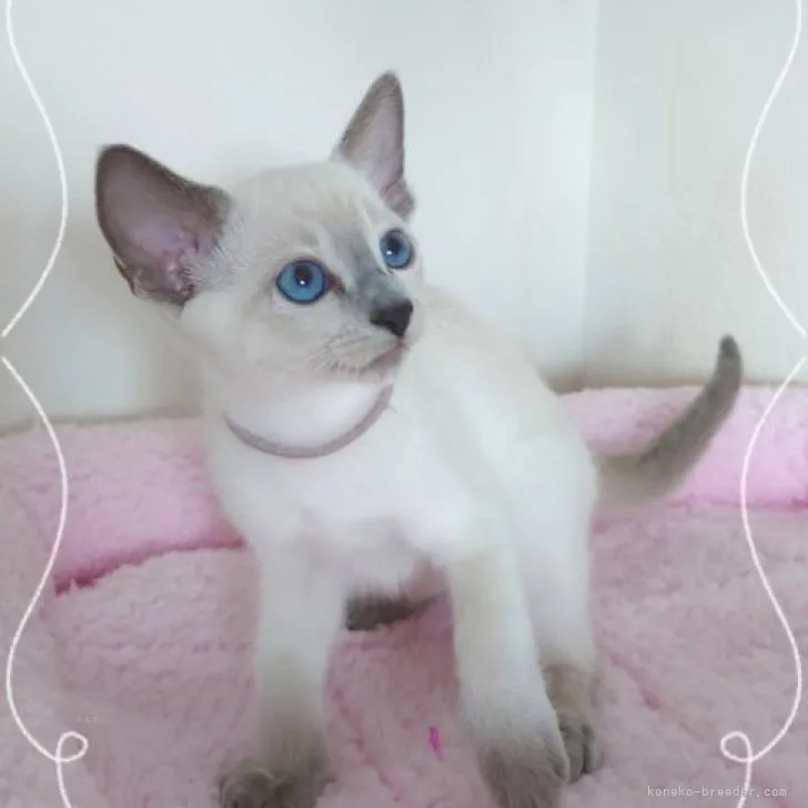 ID：2310-02980の子猫