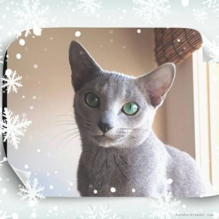 ID:2207-02201の子猫
