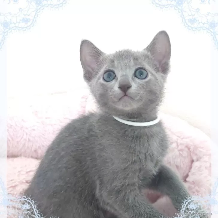 ID：2405-03365の子猫