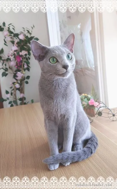 ID：2110-01798の子猫