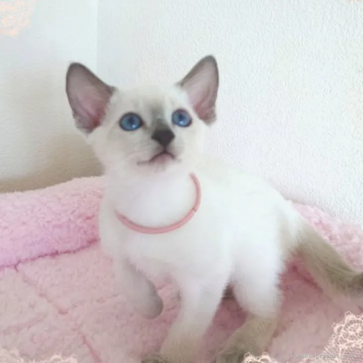 ID:2310-02044の子猫