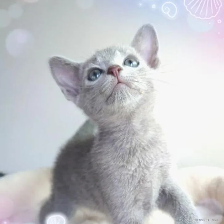 M 様のお迎えした子猫