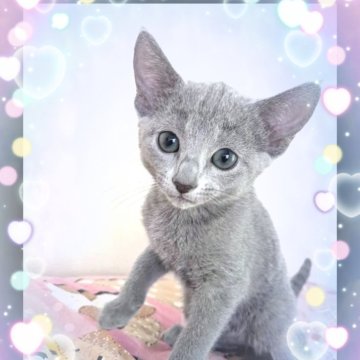 ロシアンブルー【滋賀県・男の子・2025年3月19日・ブルー】の写真「懐っこくてかわいいです。」