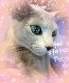 ロシアンブルー【滋賀県・女の子・2024年4月29日・ブルー】の写真5