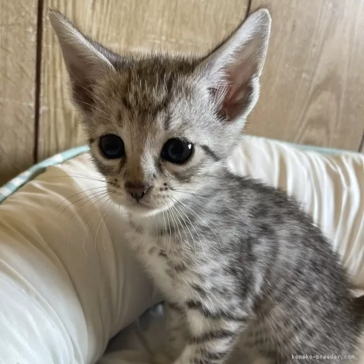ID:2411-00847の子猫