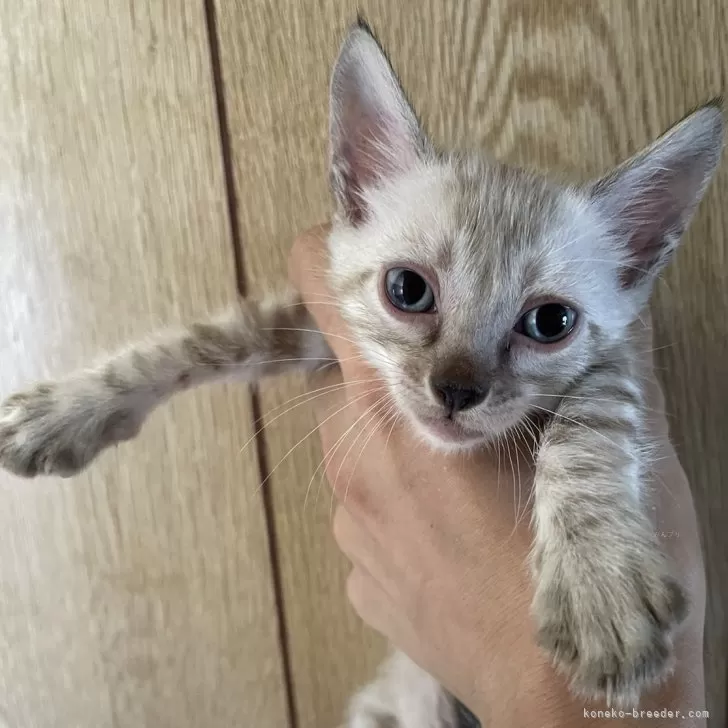 ID：2408-00084の子猫