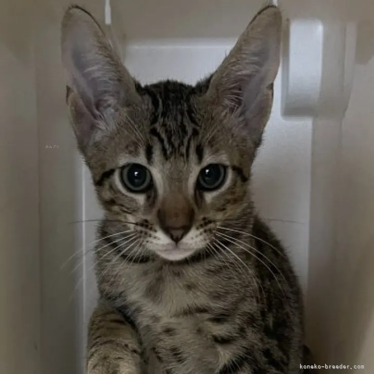 ID：2309-02424の子猫