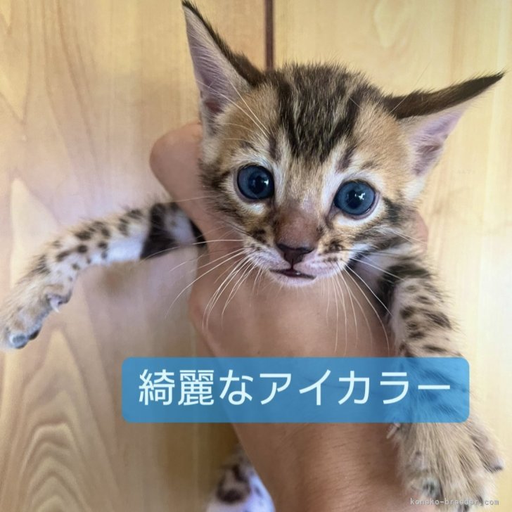 ブリーダー画像