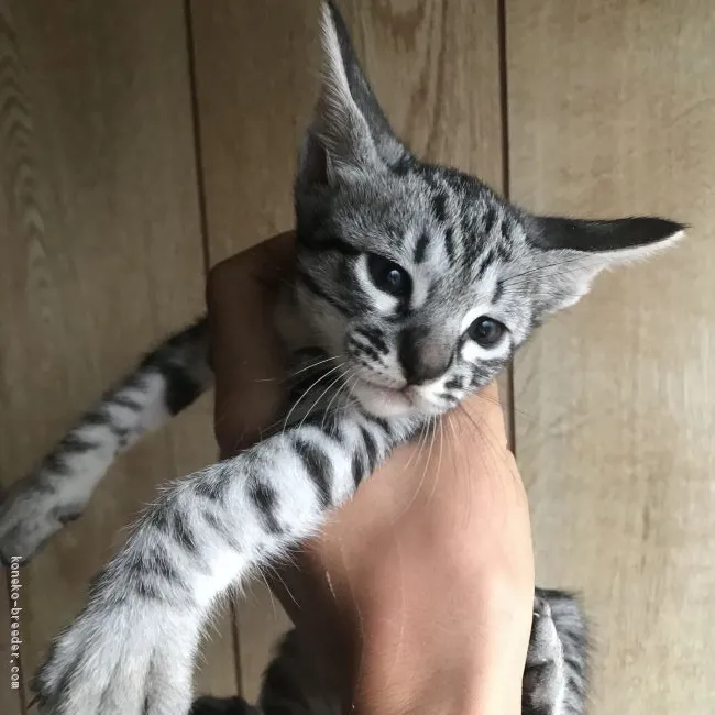ID：2011-00054の子猫