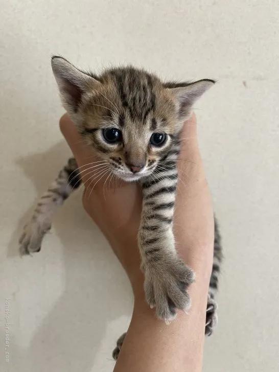 ID:2203-00499の子猫