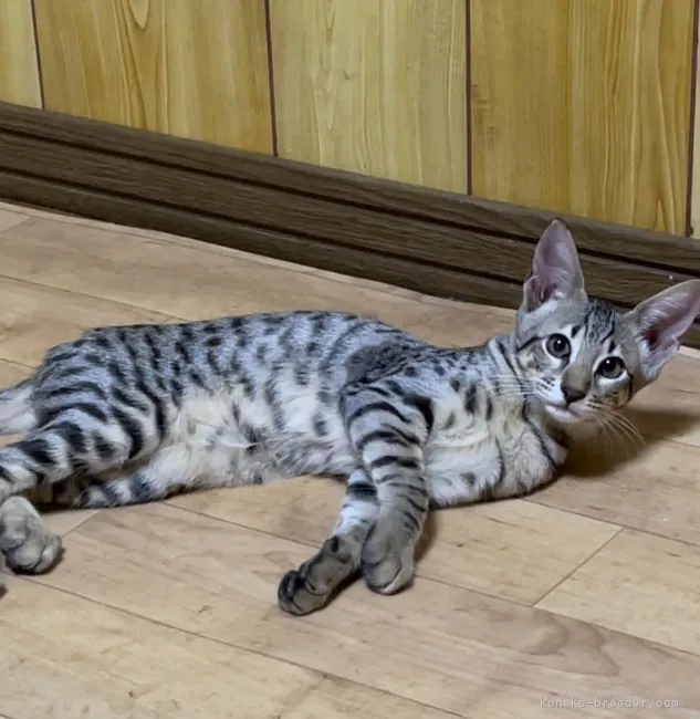 ID：2106-00769の子猫